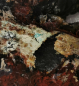 Preview: Opaliced,Petrified,Wood,opalisiert,versteinertes Holz,Heilstein,poliert